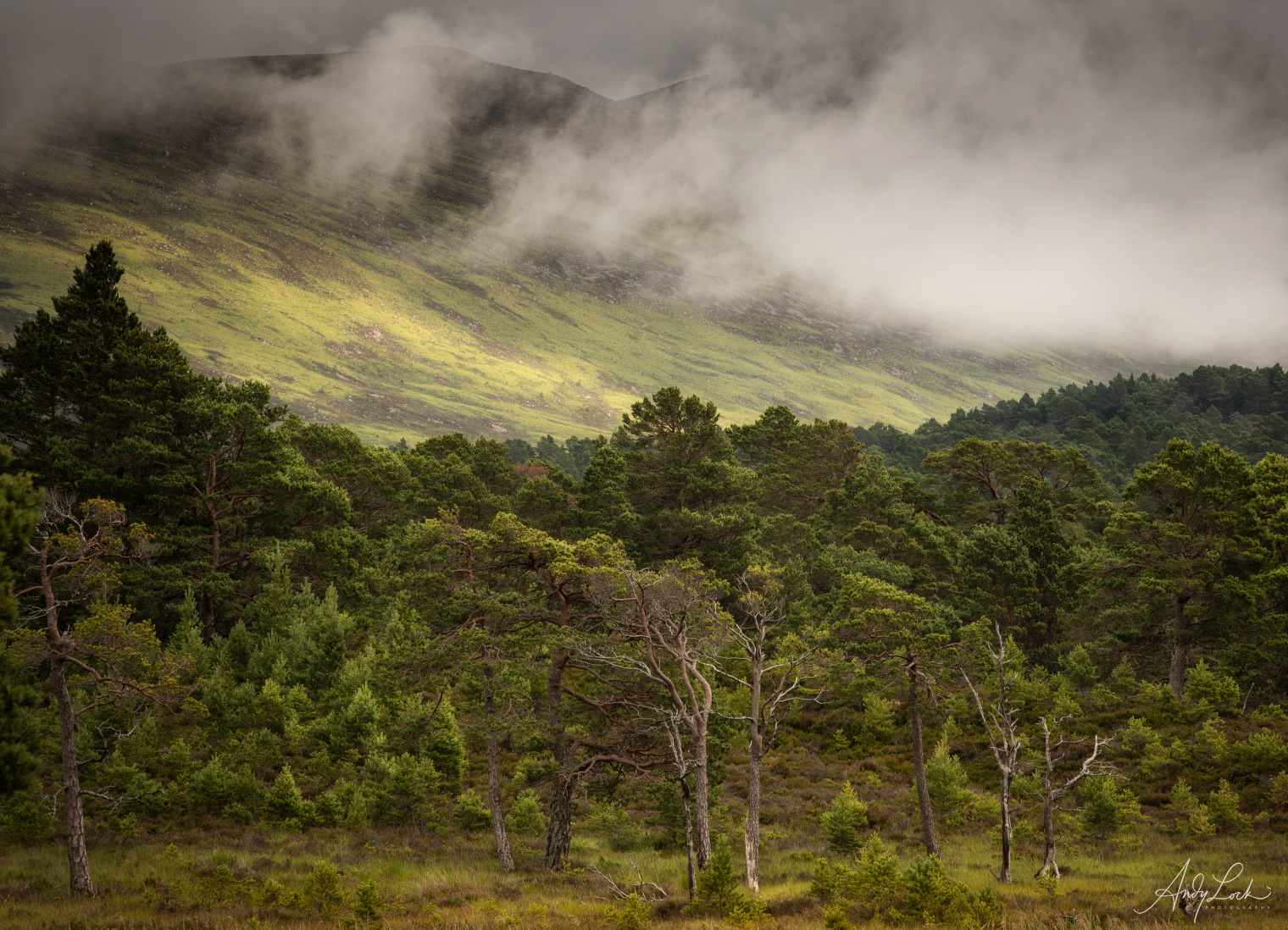 Pines Under Stormy Skies by Andy Lock