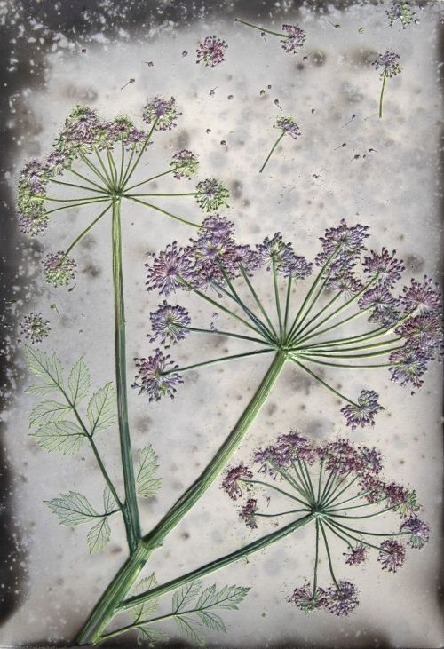 cow parsley trio by helen michie