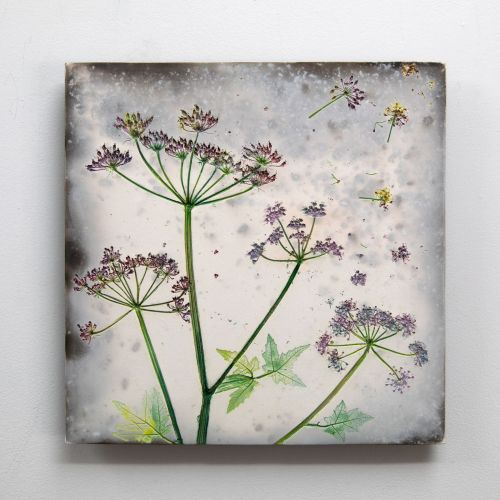 summer cow parsley IV by helen michie