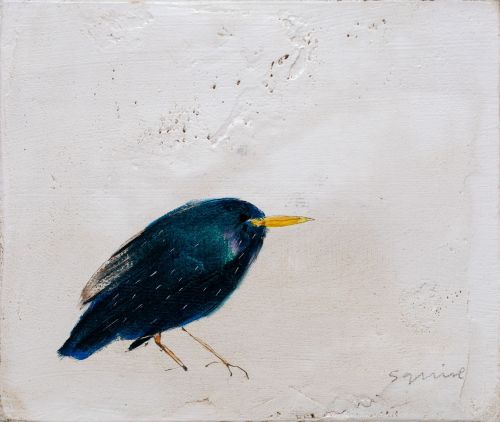starling | andrew squire