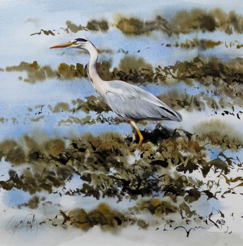 grey heron, arisaig by lucy newton
