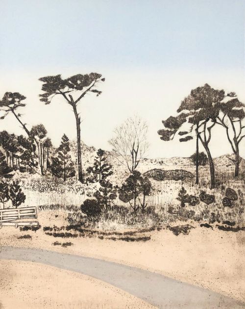 coastal pines by gillian murray
