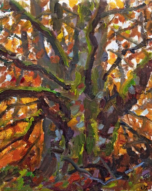 autumn beech tree by jonathan shearer