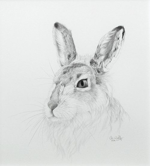 Mountain Hare Study | Colin Woolf