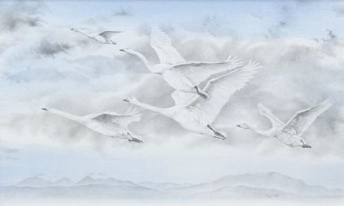 whooper swans in flight by colin woolf