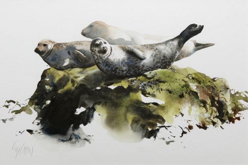 resting seals by lucy newton