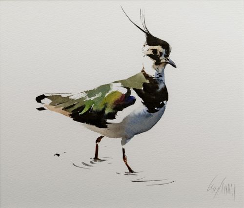 lapwing by lucy newton