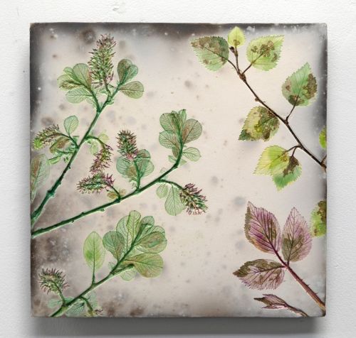 spring willow by helen michie