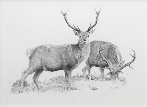 Red Deer Stags | Colin Woolf