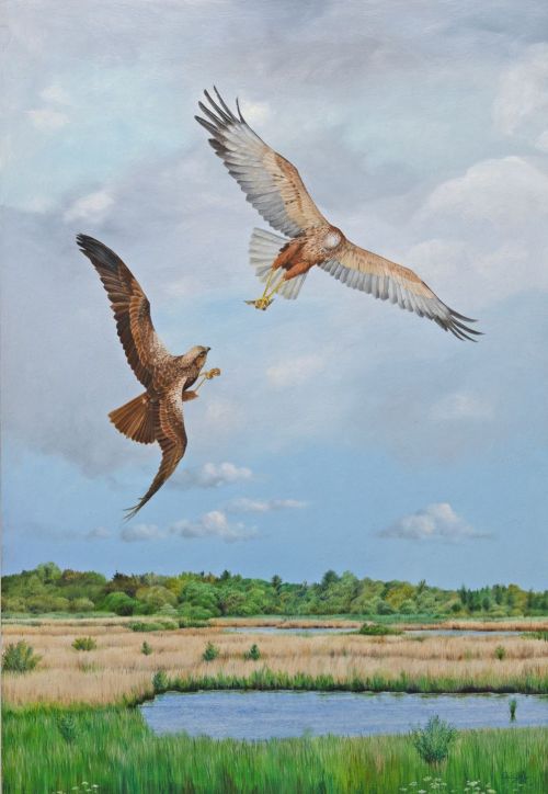 marsh harriers over reed bed by Colin Woolf