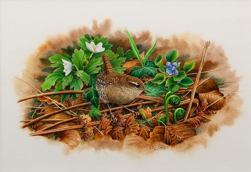 the king of birds - wren by colin woolf