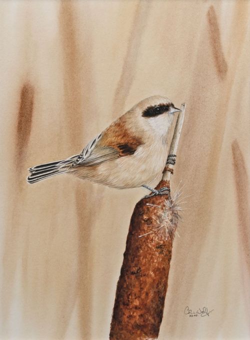 penduline tit by Colin Woolf