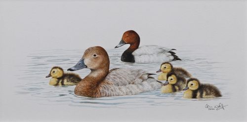 pochard & chicks by Colin Woolf