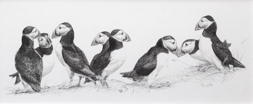 circus of puffins by colin woolf