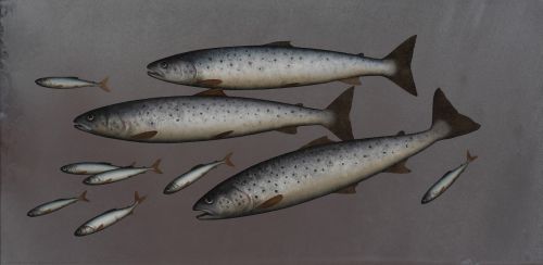 seatrout and tiddlers by donald provan
