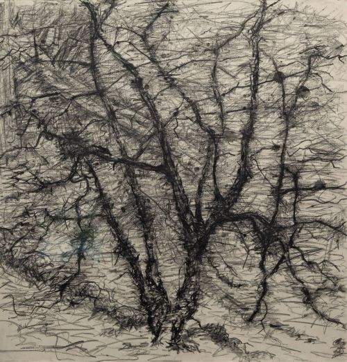 wild birch, bridlebank by kevin dagg