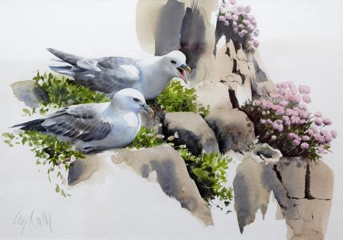 fulmars, spring cliffs by lucy newton
