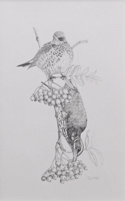 fieldfare & redwing by Colin Woolf