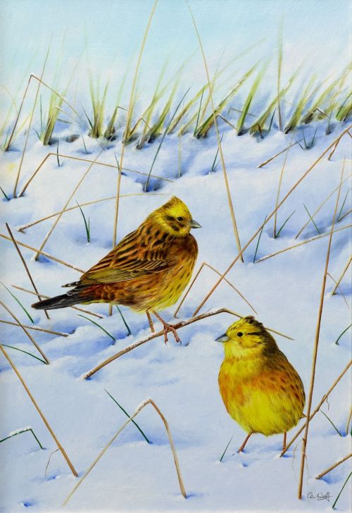 yellowhammers by colin woolf