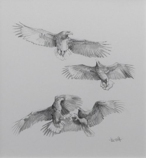 white-tailed eagle courtship by Colin Woolf