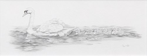 swan family by colin woolf