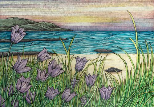 harebells at sanna by jennifer guest