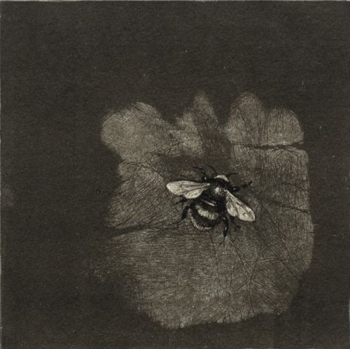 Bumblebee ii | Lucy Gray