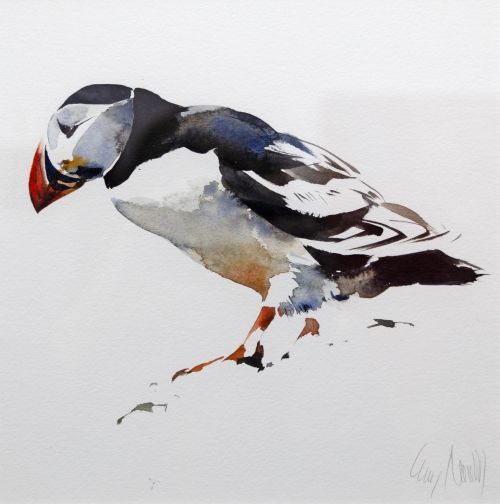 puffin, west coast by lucy newton