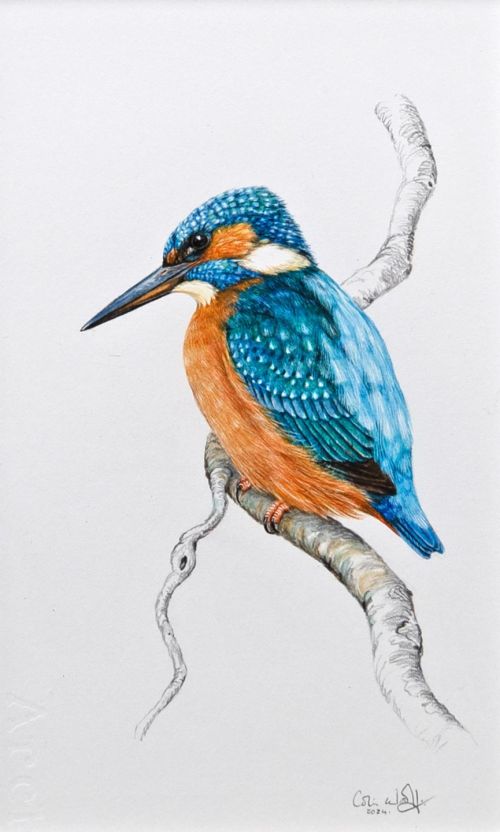 kingfisher by Colin Woolf