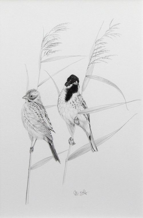 reed buntings by colin woolf