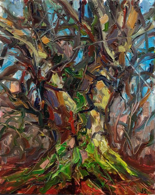 late afternoon sun, beech tree by jonathan shearer