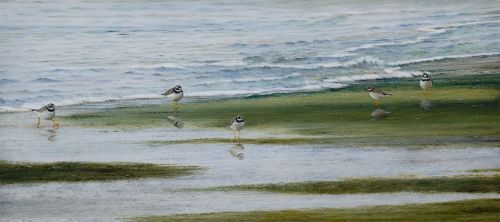 ringed plovers on the beach by colin woolf