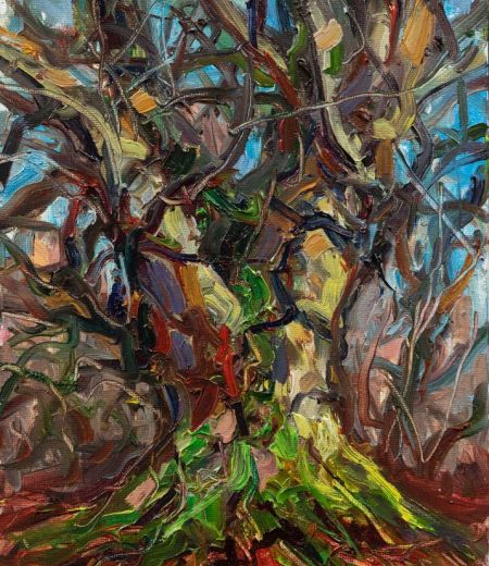 late afternoon sun beech tree by jonathan shearer