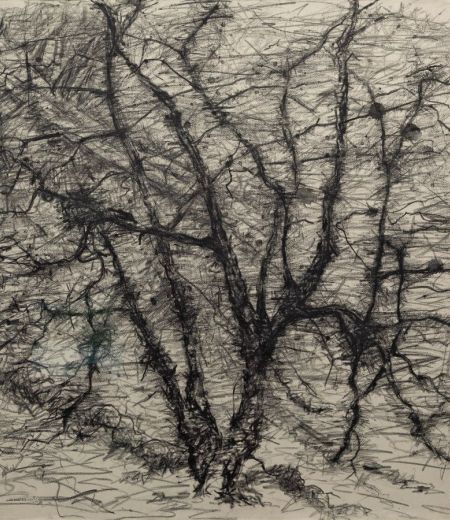 wild birch, bridlebank by kevin dagg