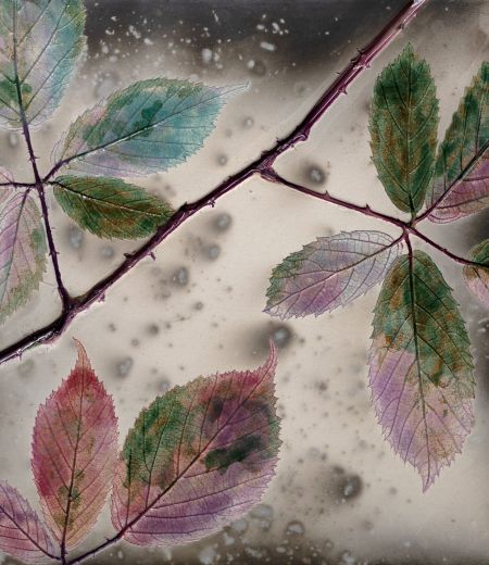 bramble colours by helen michie