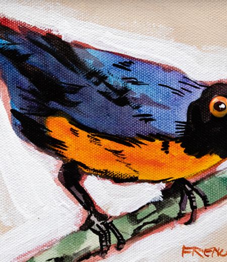 blue & orange tanager by Stephen French