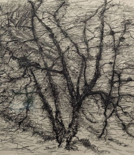 wild birch, bridlebank by kevin dagg