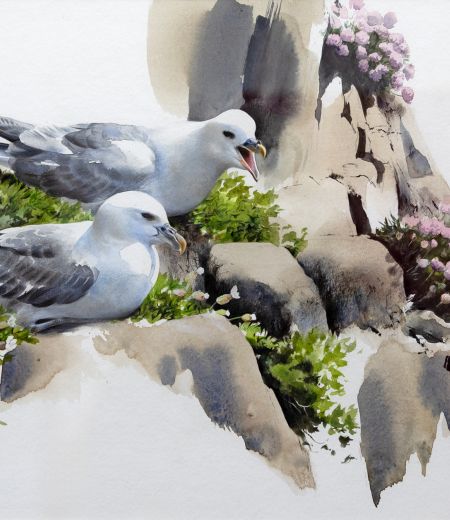 fulmars, spring cliffs by lucy newton
