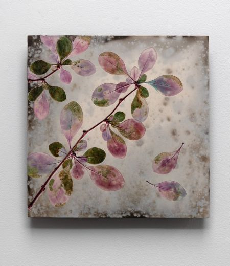 summer pink berberis ii by helen michie