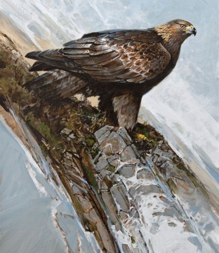 golden eagle by Alan B Hayman