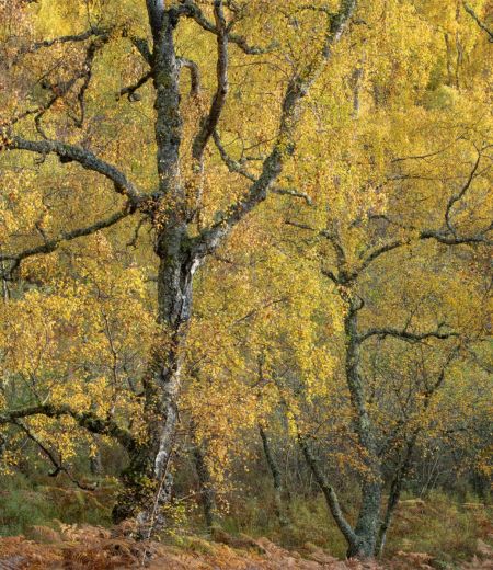 Autumn Birches by Andy Lock