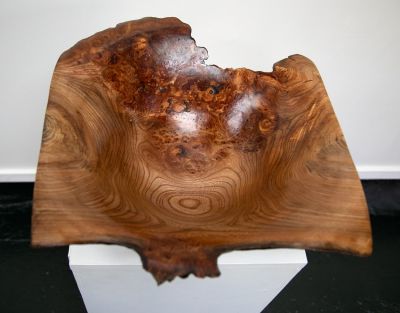 Wych Elm from Fuinary | John Hodgson