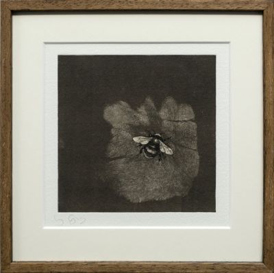 Bumblebee ii | Lucy Gray