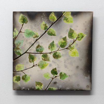 spring birch by helen michie
