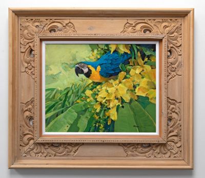 blue and gold macaw by Alan B Hayman