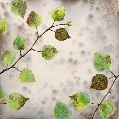 spring birch greens by helen michie