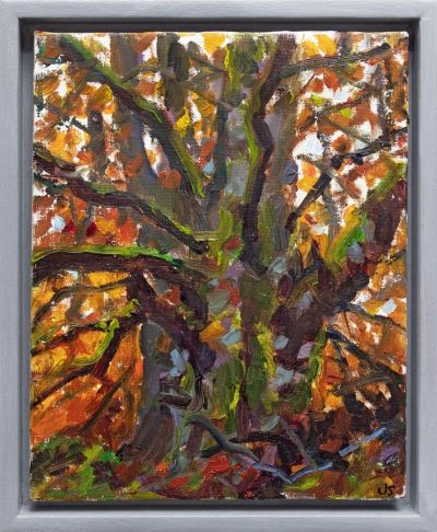 autumn beech tree by jonathan shearer
