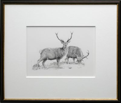 Red Deer Stags | Colin Woolf