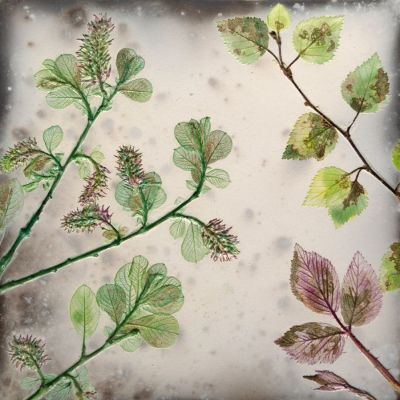 spring willow by helen michie