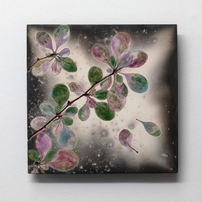 berberis light by helen michie